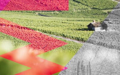 Waris-Hubert topchampagne uit Avize